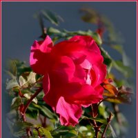 The rose/ :: Анатолий Ливцов