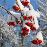 Первый снег :: Елена 