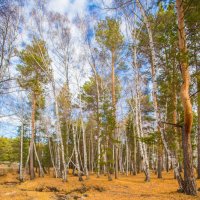 Каркаралинск окружен лесом :: Максим Рожин