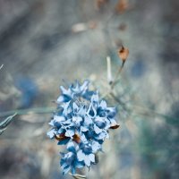 Осенние цветы :: Ника Коренюгина