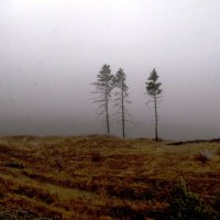 В тумане :: Ольга Иргит