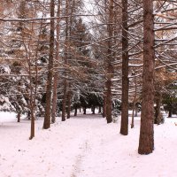 Прогуляемся по осеннему парку :: Татьяна Ломтева