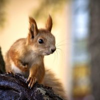 Портрет рыжей красавицы. :: Евгений Лимонтов