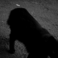 Черный кот :: Natalya Karpenko