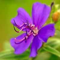 Tibouchina :: Alexander Andronik