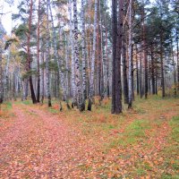 Осень в лесу. :: Мила Бовкун