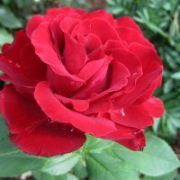 цветок розы Hommage a Barbara :: lenrouz 