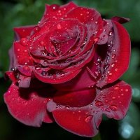 роза после дожьдя :: виктория коробчук
