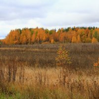 Грустное поле,яркий лес :: Наталья Серегина