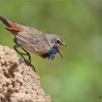 Бойкий варакуш :: Анна Солисия Голубева