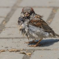 Воробей и скрытая угроза :: Андрей Поляков