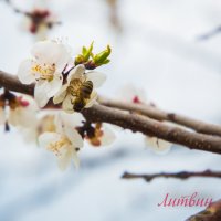 весна :: Андрей Литвин