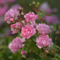 Осенняя розовая нежность :: Надежда Корнилова
