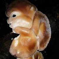 Такие удивительные грибы :: Валентина Пирогова