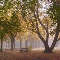 Осень в парке :: Olga Taube