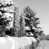 Зима :: Olga Taube