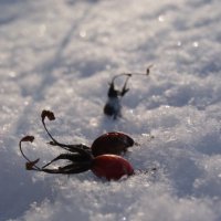 Ягоды на снегу :: Мария Кузнецова