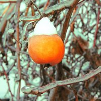 A frosted apple :: Photographer MarKo