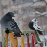 На  качелях ... :: Александр Бакаев