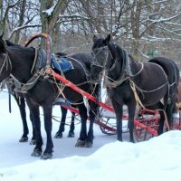 Зима в Павловском парке :: Олег Попков