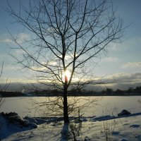 Январское солнце :: Lina Liber