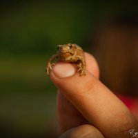 Лягушонок :: Егор Глухов