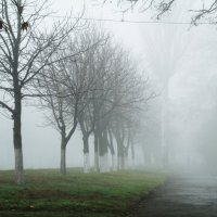 Туман. :: Ксения Куривчак