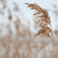 Приозёрная трава :: Ксения Угарова