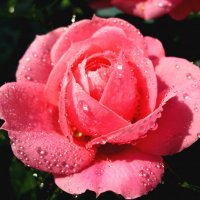 Розовая роза :: Olga Taube