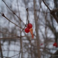 ягоды зимой :: ольга кривашеева