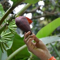 Тропический фрукт :: Nurlan Mussin