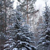 лес :: Светлана Новосёлова