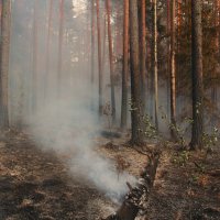 Лесные пожары 2006 года :: виталий рабенков