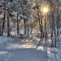 Солнце в зимнем лесу.. :: Владимир Зыбин