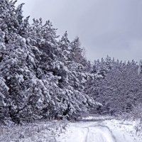 Зимняя дорога :: Екатерина Колесова