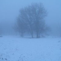 Парк в тумане)) :: Александр Кузин