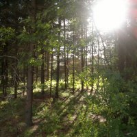 В лесу :: Маша Смирнова