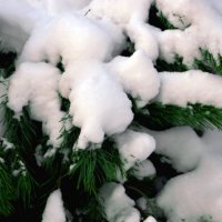 Первый снег :: Людмила Осипова