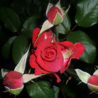 роза :: Гузель Асянова