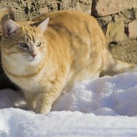 Зимняя кошка :: Павел Данилевский