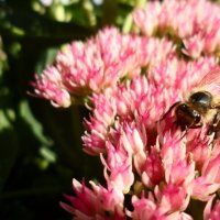 Пчела, пчелка :: Edgars Silinieks