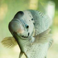 рыба :: Мария Стоянова Тимбукту