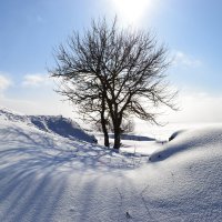 Солнечный день :: Нелли Солодовникова 