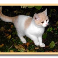 Персик в котятах :: Алла Захарова