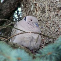 Кольчатая горлица (Streptopelis decaocto) :: Нина 