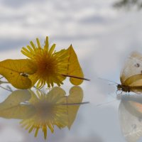 В облаках :: Нелли Солодовникова 