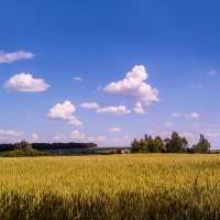 пшеничное поле :: георгий   петькун 