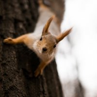 орешки есть? :: владимир гребенников