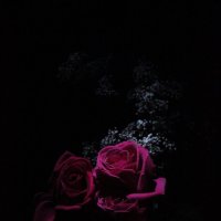 Birthday Roses :: Наталия Есина