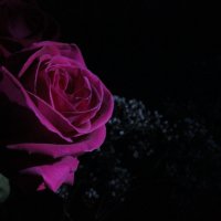 Birthday Roses :: Наталия Есина